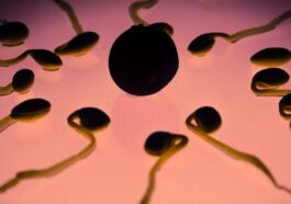 Les microplastiques ont également envahi les testicules humains, une menace pour la fertilité masculine 97 Immagine