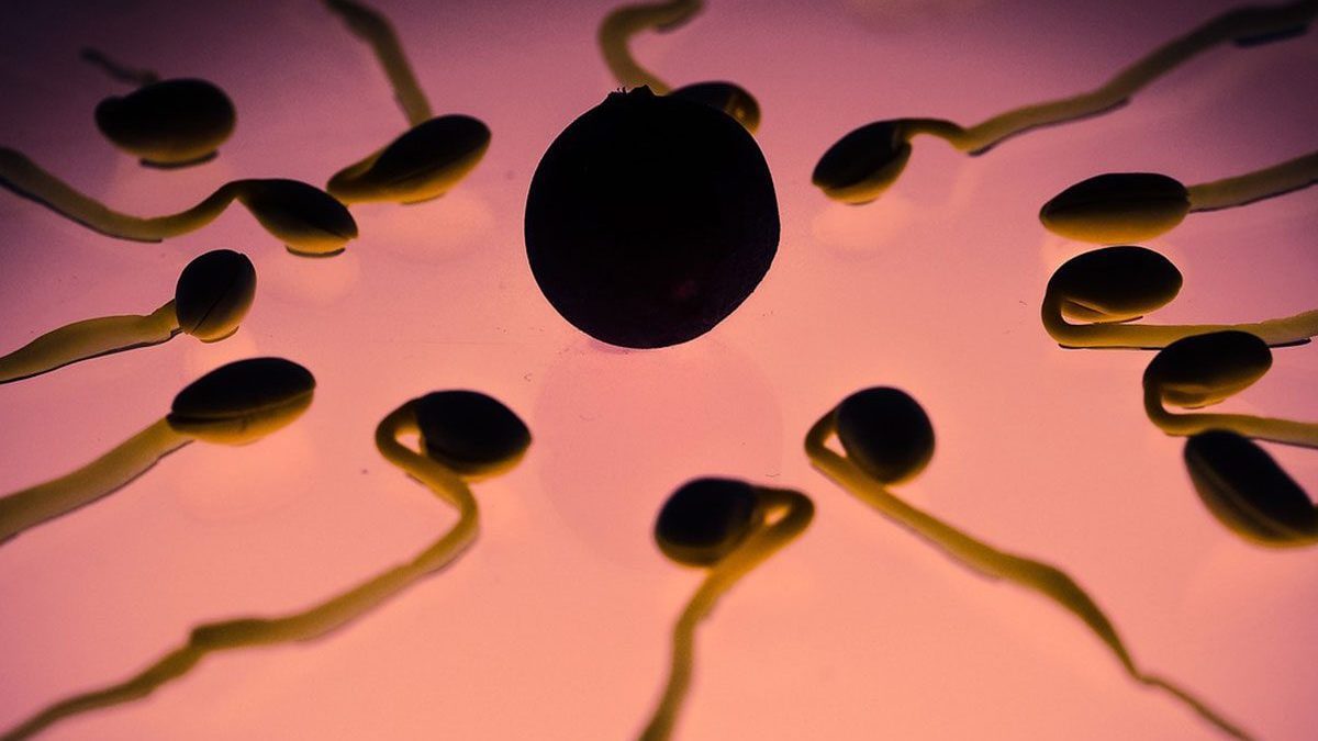 Les microplastiques ont également envahi les testicules humains, une menace pour la fertilité masculine 2 Immagine