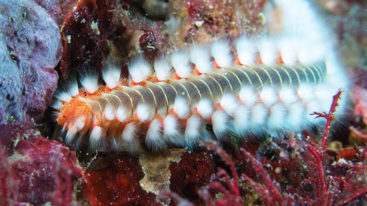 Les risques pour l'homme du ver de feu, l'animal qui a envahi les mers italiennes: les réponses de l'écologiste 2 Image