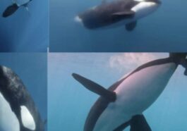 Nous avons compris pourquoi les orques attaquent de plus en plus souvent les bateaux: la raison est très simple 40 INTERNATIONAL WHALING COMMISSION | Foto dallo studio Interactions between iberian killer whales and vessels