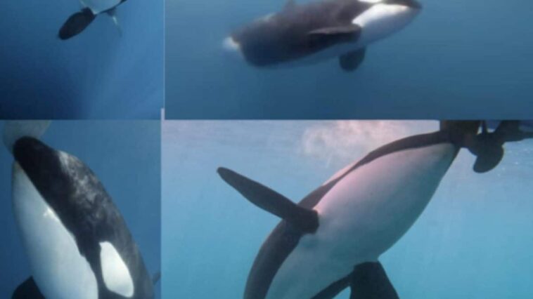 Nous avons compris pourquoi les orques attaquent de plus en plus souvent les bateaux: la raison est très simple 1 INTERNATIONAL WHALING COMMISSION | Foto dallo studio Interactions between iberian killer whales and vessels