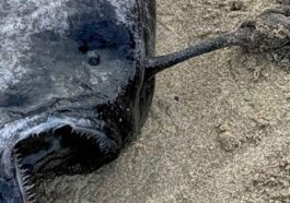La "monstrueuse" créature marine trouvée sur une plage de l'Oregon est une femelle de Pacific footballfish, une espèce de rascasse qui vit dans les abysses de l'océan Pacifique / Crédit photo: Seaside Aquarium