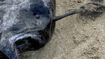 La "monstrueuse" créature marine trouvée sur une plage de l'Oregon est une femelle de Pacific footballfish, une espèce de rascasse qui vit dans les abysses de l'océan Pacifique / Crédit photo: Seaside Aquarium