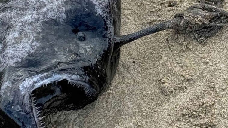 Qu'est-ce que la "monstrueuse" créature des abysses trouvée sur une plage des États-Unis 1 La "monstrueuse" créature marine trouvée sur une plage de l'Oregon est une femelle de Pacific footballfish, une espèce de rascasse qui vit dans les abysses de l'océan Pacifique / Crédit photo: Seaside Aquarium