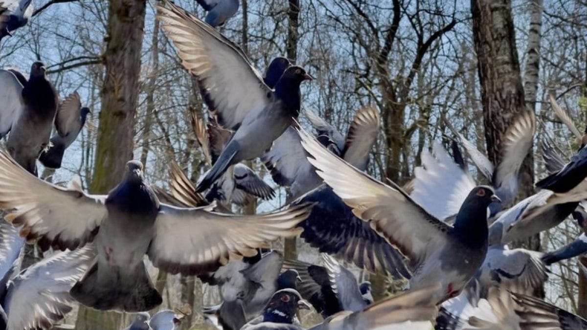 Qui sont les "chasseurs de virus" : voici comment la ville de New York surveille la grippe aviaire 2 Immagine