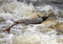 Un saumon remontant une rivière pour pondre des œufs. En Europe, on estime qu'il y a environ 1,2 million de barrages le long des rivières qui peuvent empêcher l'achèvement de ce cycle de vie / Crédit : Gingerbreadmedia/Pixabay.
