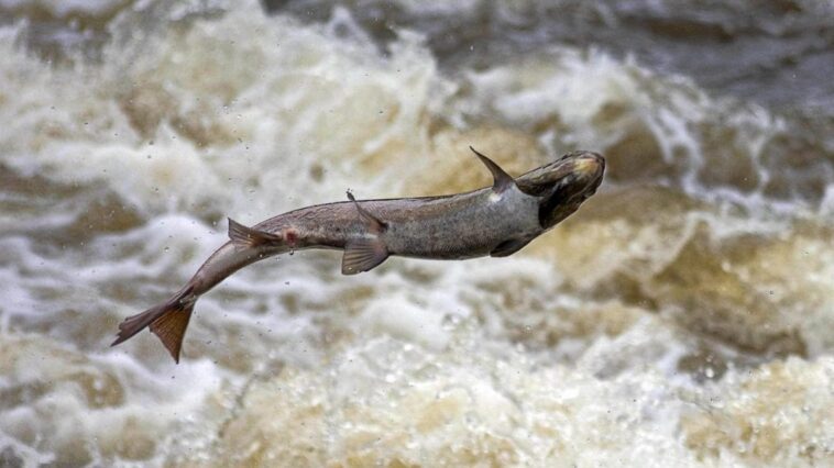 Qu'y a-t-il derrière la baisse alarmante des poissons migrateurs en eau douce : "Réduits de plus de 80 % depuis 1970" 1 Un saumon remontant une rivière pour pondre des œufs. En Europe, on estime qu'il y a environ 1,2 million de barrages le long des rivières qui peuvent empêcher l'achèvement de ce cycle de vie / Crédit : Gingerbreadmedia/Pixabay.
