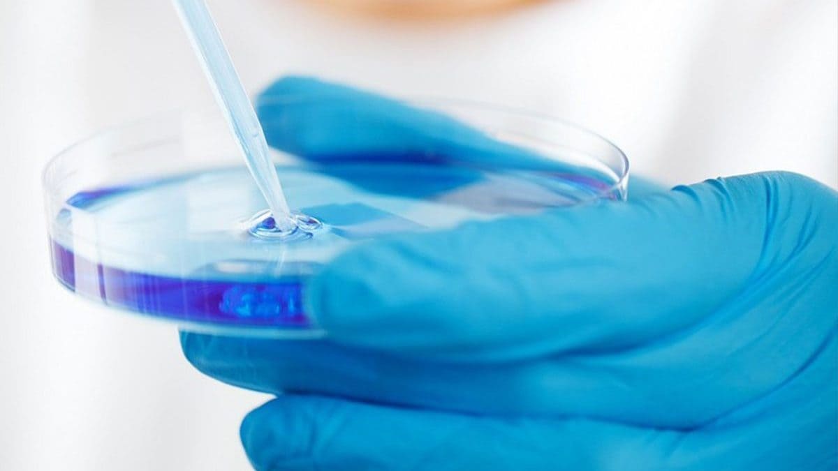 Tournant dans le cancer du sein, les médicaments pourront être testés sur des tissus maintenus en vie après l'explantation 2 Immagine