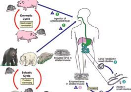 Ciclo vitale della trichinella, un parassita che inizialmente invade l'intestino per poi migrare nei muscoli