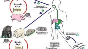 Ciclo vitale della trichinella, un parassita che inizialmente invade l'intestino per poi migrare nei muscoli