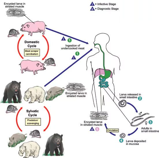 Trois personnes à l'hôpital après un barbecue, ils avaient mangé de la viande d'ours infestée de larves de trichinelle 2 Ciclo vitale della trichinella, un parassita che inizialmente invade l'intestino per poi migrare nei muscoli