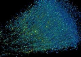 L'immagine 3D mostra i neuroni di un frammento di corteccia prefrontale colorati in base alla loro profondità: quelli in blu sono quelli più in superficie. Credit: Google Research & Lichtman Lab, Università di Harvard/D. Berger (rendering)