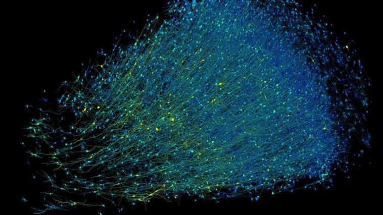 Un millimètre cube de cerveau reconstruit dans les moindres détails : la carte 3D créée en collaboration avec Google 1 L'immagine 3D mostra i neuroni di un frammento di corteccia prefrontale colorati in base alla loro profondità: quelli in blu sono quelli più in superficie. Credit: Google Research & Lichtman Lab, Università di Harvard/D. Berger (rendering)