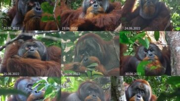 Un orang-outan s'est soigné lui-même avec une plante médicinale 10 SCIENTIFIC REPORTS | La guérison de Rakus