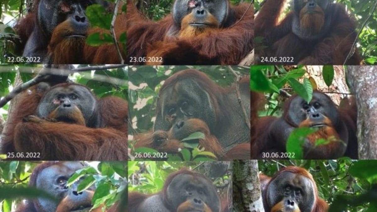 Un orang-outan s'est soigné lui-même avec une plante médicinale 2 SCIENTIFIC REPORTS | La guérison de Rakus