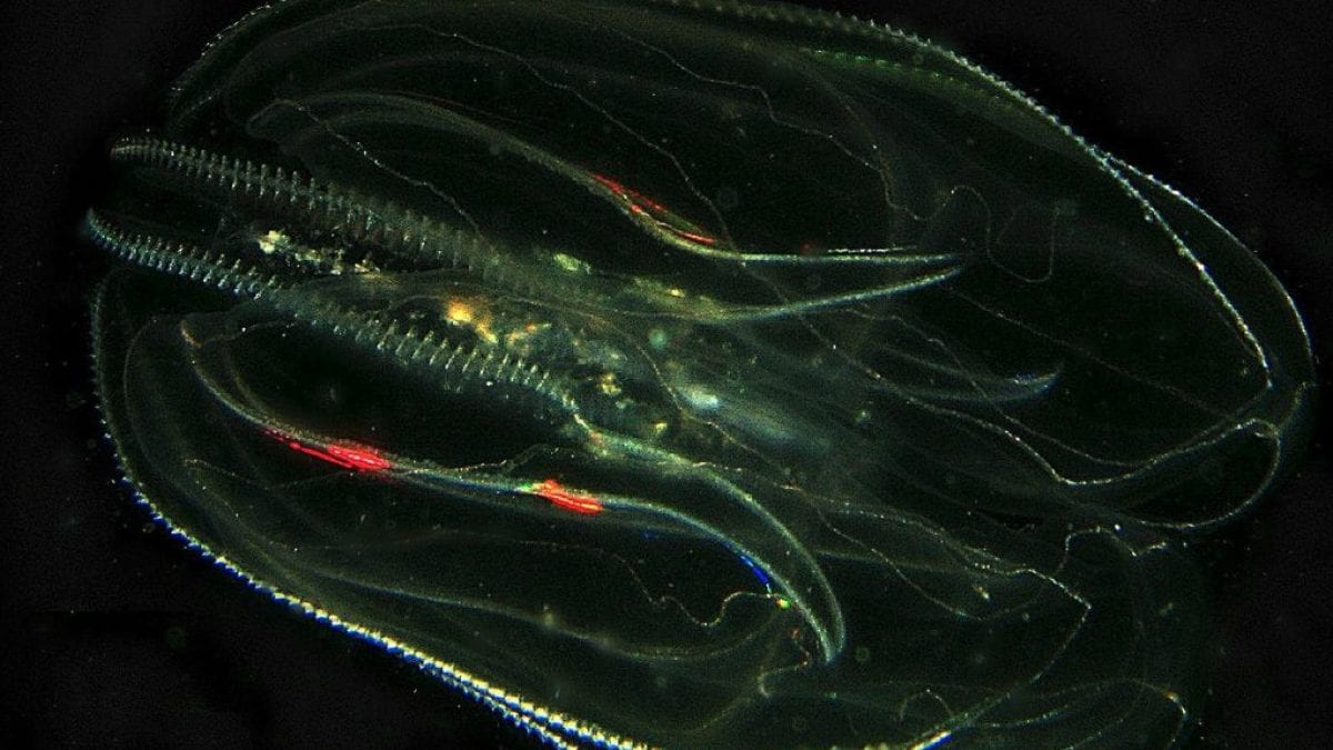 Une espèce étrangère est devenue le nouveau cauchemar de la lagune de Venise: qu'est-ce que la "noix de mer" 2 Image