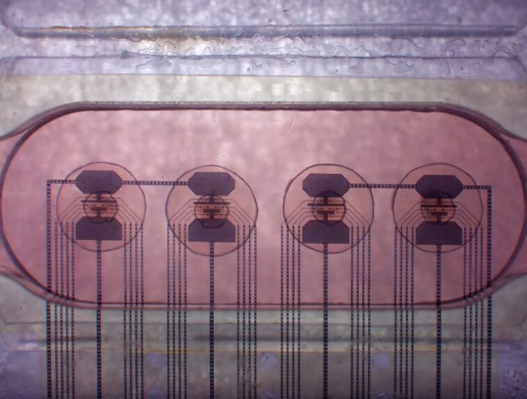 Les chercheurs espèrent que le premier "processeur vivant" conduira à une puissance de calcul économe en énergie 1 Researchers hope that the world