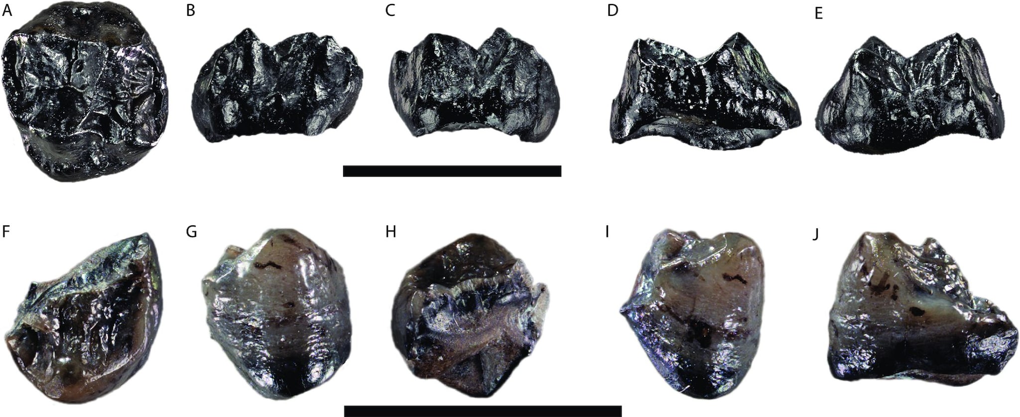 Une espèce de grande simie à peine découverte en Allemagne est la plus petite jamais vue 3 I denti fossilizzati di Buronius manfredschmidi suggeriscono che fosse un individuo molto piccolo / Credit: Böhme M. et al., Plos One 2024