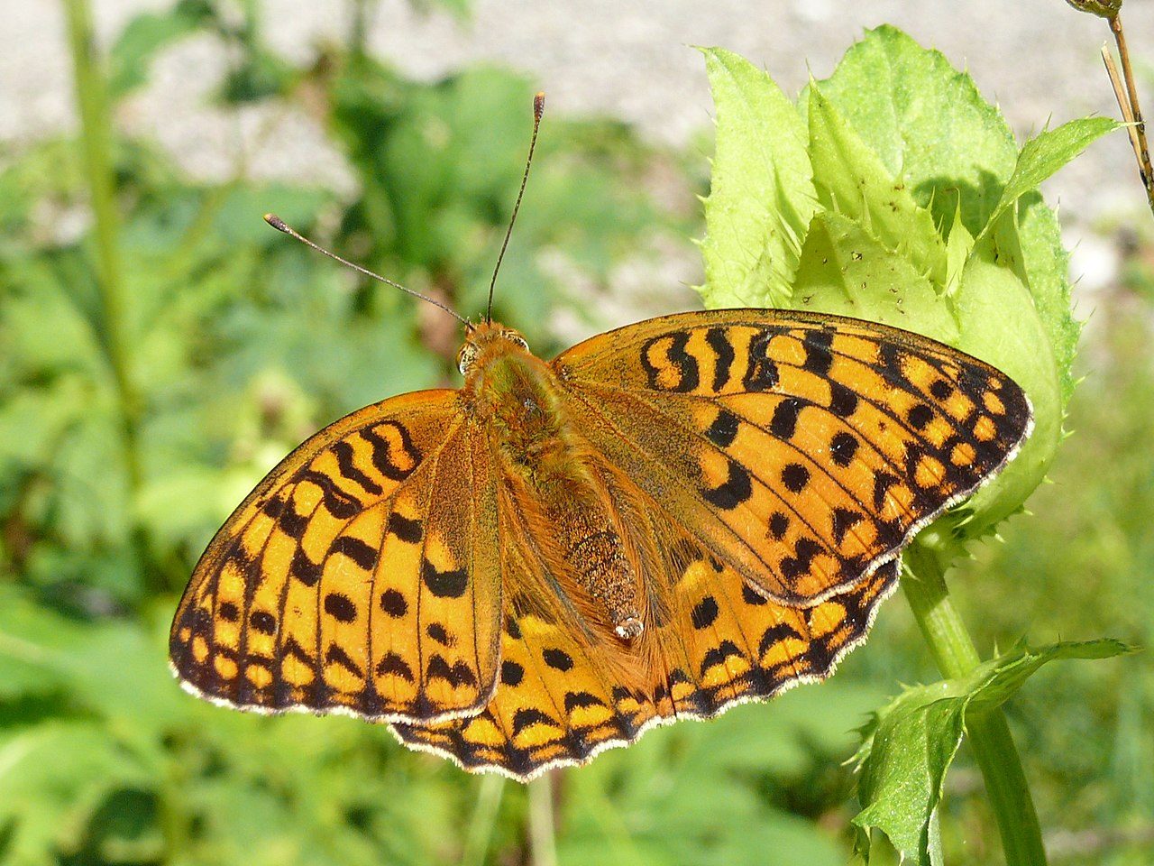 Cochons velus recrutés comme "tondeuses vivantes" pour sauver le papillon le plus rare du Royaume-Unis 3 Fabriciana adippe, un papillon présent dans toute l'Europe mais plus menacé d'extinction au Royaume-Uni / Crédit: Wikipedia