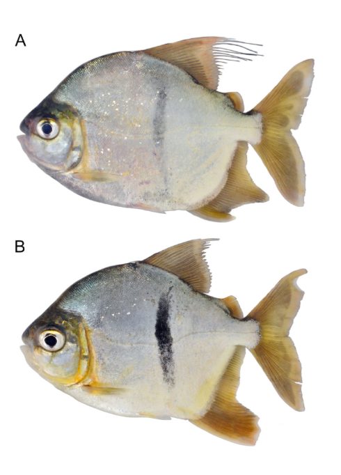 Un "piranha végétarien" découvert en Amazonie: Il a été appelé Sauron comme le méchant de Tolkien 3 Crédit: M. H. Sabaj