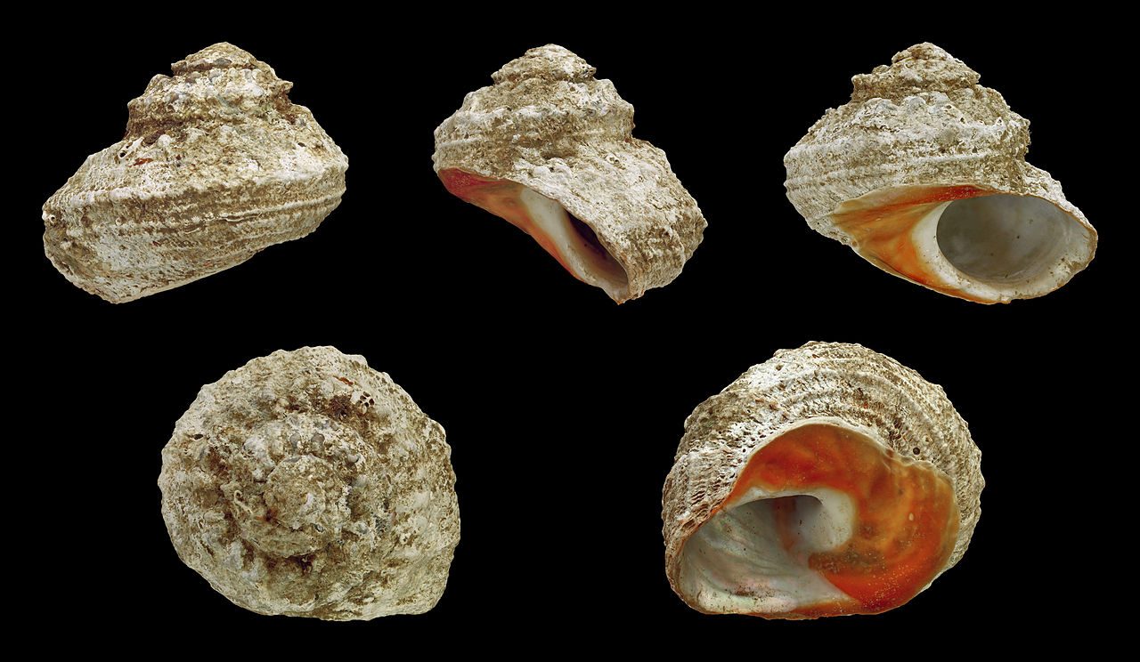 Quels sont les étranges "coquillages plats" que vous trouvez sur la plage : ils s'appellent les yeux de Sainte Lucie 3 Le mollusque gastéropode Bolma rugosa. Crédit: wikipedia
