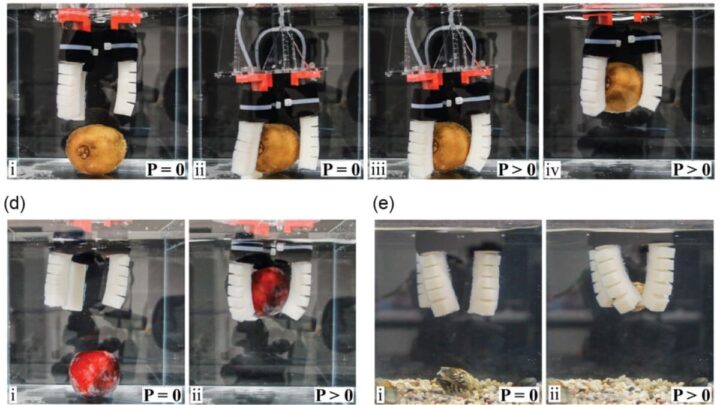 Batteries, capteurs et actionneurs comestibles. Des robots conçus pour être mangés arrivent 4 1718877157 583 Batteries capteurs et actionneurs comestibles Des robots concus pour etre