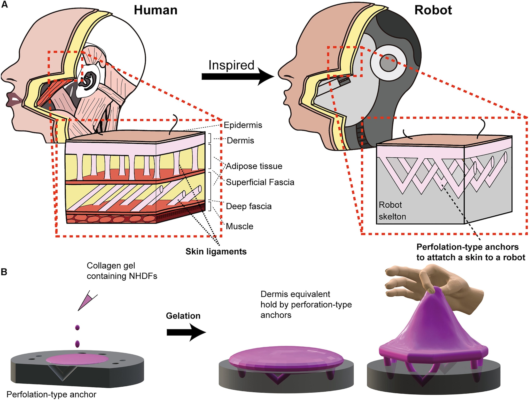 Ce robot qui sourit ne vous laissera pas dormir la nuit: comment est faite sa peau artificielle 3 UNIVERSITÀ DI TOKYO | La structure qui maintient la peau attachée au squelette pour les humains et son homologue robotique