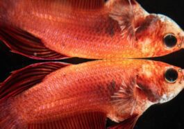 Les poissons sont défoncés à la cocaïne: les effets de la pollution pharmaceutique 4 Immagine