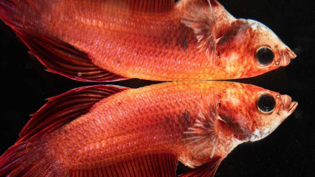 Les poissons sont défoncés à la cocaïne: les effets de la pollution pharmaceutique 2 Immagine