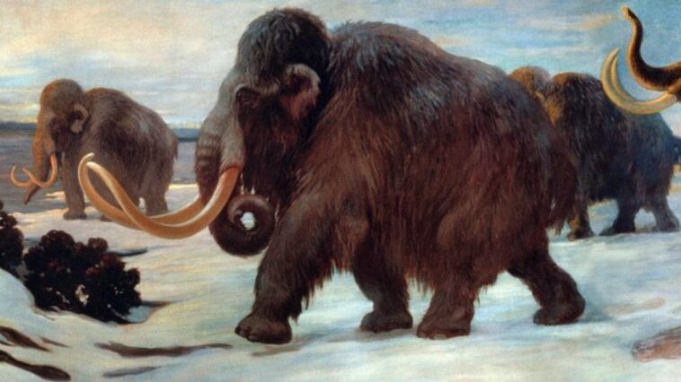 Nous savons enfin comment est mort le dernier mammouth sur Terre 1 Immagine