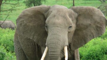 Actuellement nous savons que les éléphants font quelque chose de très similaire aux humains: la découverte sur les noms 3 Immagine