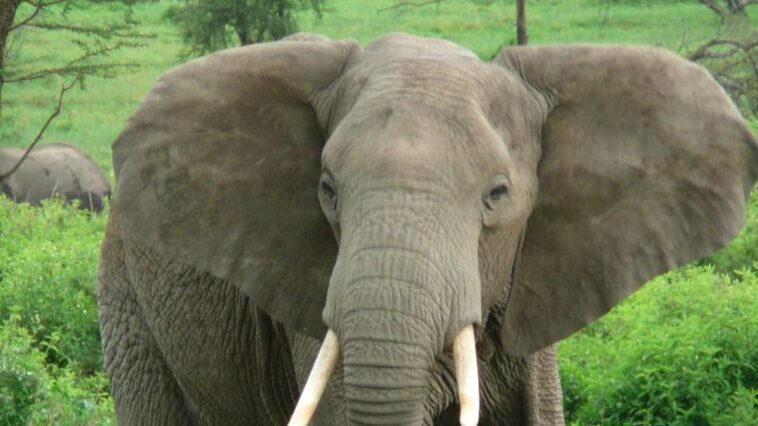 Actuellement nous savons que les éléphants font quelque chose de très similaire aux humains: la découverte sur les noms 1 Immagine