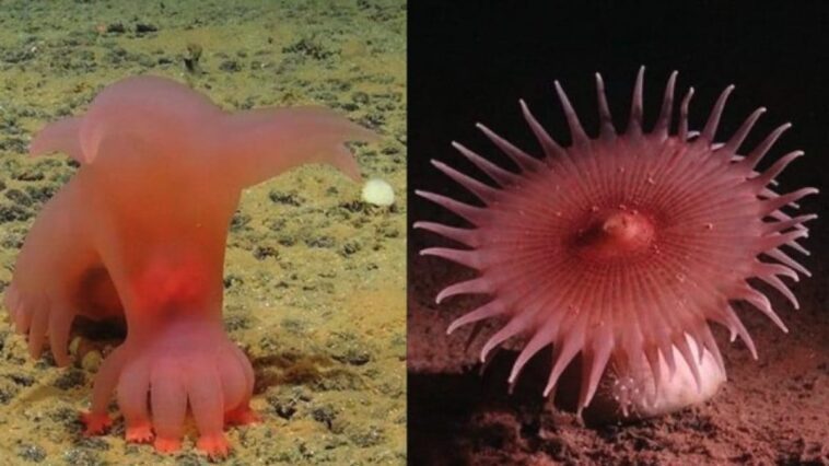 Au fond de l'océan, les chercheurs ont trouvé des animaux jamais vus : l'un ressemble au Demogorgon 1 Image