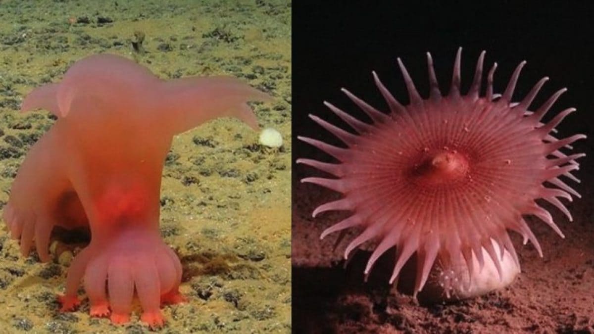 Au fond de l'océan, les chercheurs ont trouvé des animaux jamais vus : l'un ressemble au Demogorgon 2 Image