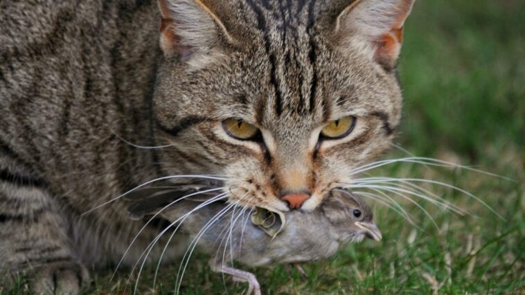 Augmentation de la grippe aviaire chez les chats, 67% meurent: risque de transmission à l'homme 1 Immagine