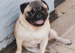 Bientôt, vous pourrez comprendre ce que signifient les aboiements de votre chien grâce à une nouvelle technologie