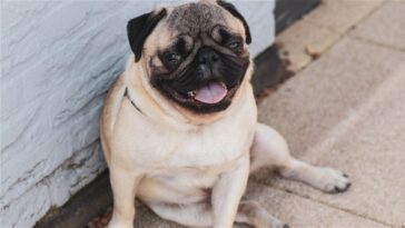 Bientôt, vous pourrez comprendre ce que signifient les aboiements de votre chien grâce à une nouvelle technologie