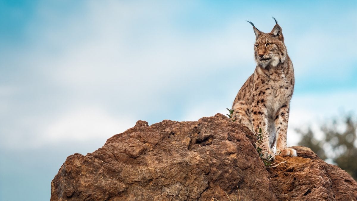 Ce félin devait disparaître en quelques années : le lynx ibérique a trouvé un moyen de survivre 2 Image