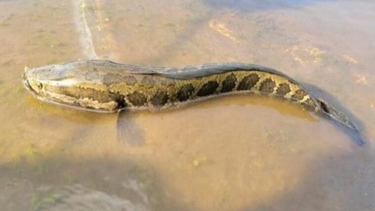 Ce poisson ressemble à un serpent: qu'est-ce que l'espèce invasive repérée aux États-Unis 1 DÉPARTEMENT DE LA CONSERVATION DU MISSOURI | Photo du poisson tête de serpent
