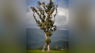 Cet "arbre qui marche" ressemble à un Ent du Seigneur des Anneaux: récompensé en Nouvelle-Zélande 29 Crédit : Gareth Andrews