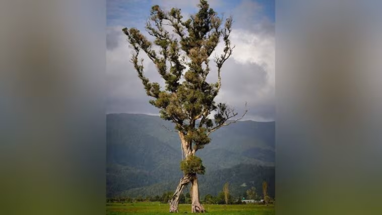 Cet "arbre qui marche" ressemble à un Ent du Seigneur des Anneaux: récompensé en Nouvelle-Zélande 1 Crédit : Gareth Andrews