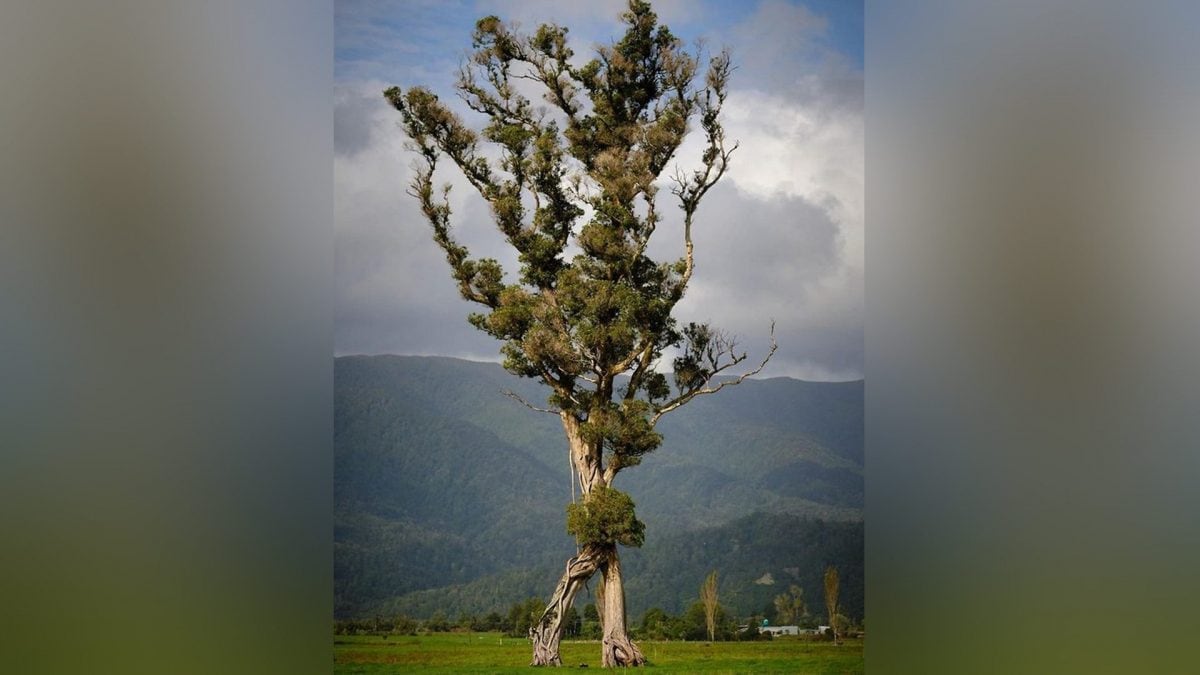 Cet "arbre qui marche" ressemble à un Ent du Seigneur des Anneaux: récompensé en Nouvelle-Zélande 2 Crédit : Gareth Andrews