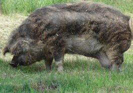 Un exemplaire de Mangalica / Crédit: Wikipedia
