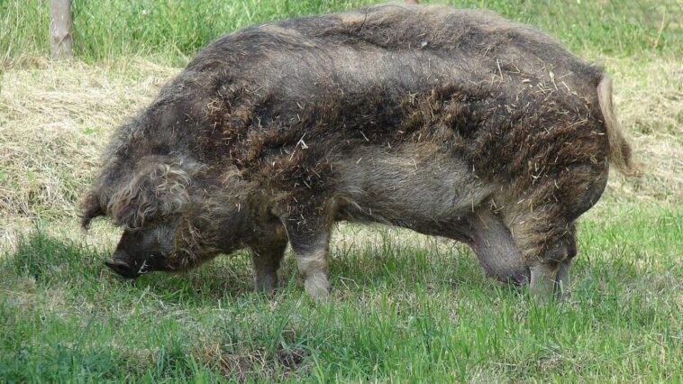 Cochons velus recrutés comme "tondeuses vivantes" pour sauver le papillon le plus rare du Royaume-Unis 1 Un exemplaire de Mangalica / Crédit: Wikipedia