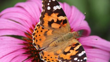 Comment ces papillons ont-ils réussi à traverser l'océan sans jamais s'arrêter : le vol record de 4 200 km 10 Immagine