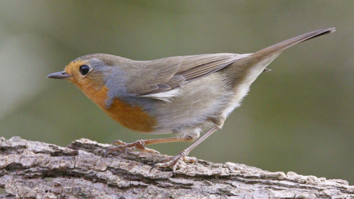 Comment les animaux s'orientent-ils avec le champ magnétique de la Terre 2 Un rouge-gorge, une espèce utilisée pour des tests sur la magnétoréception. Crédit: Andrea Centini