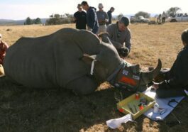 Un rinoceronte traité dans le projet Rhisotope. Crédit: Université du Witwatersrand