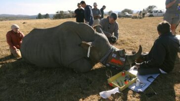 Cornes de rhinocéros rendues radioactives pour les sauver des braconniers: idée révolutionnaire 24 Un rinoceronte traité dans le projet Rhisotope. Crédit: Université du Witwatersrand