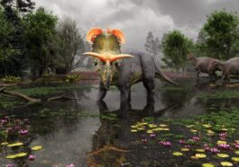 Découverte d'une nouvelle espèce de dinosaure avec des cornes 63 Evolutionsmuseet, Knuthenborg | Reconstruction de Fabrizio Lavezzi