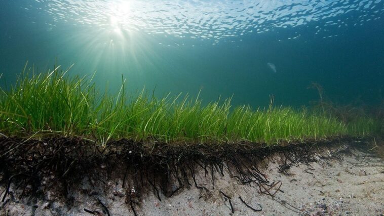 Découverte d'une plante marine de 1 400 ans dans la mer Baltique : c'est la plus ancienne connue 1 Fanérogame marine dans le Bar Baltique. Crédit : Pekka Tuuri